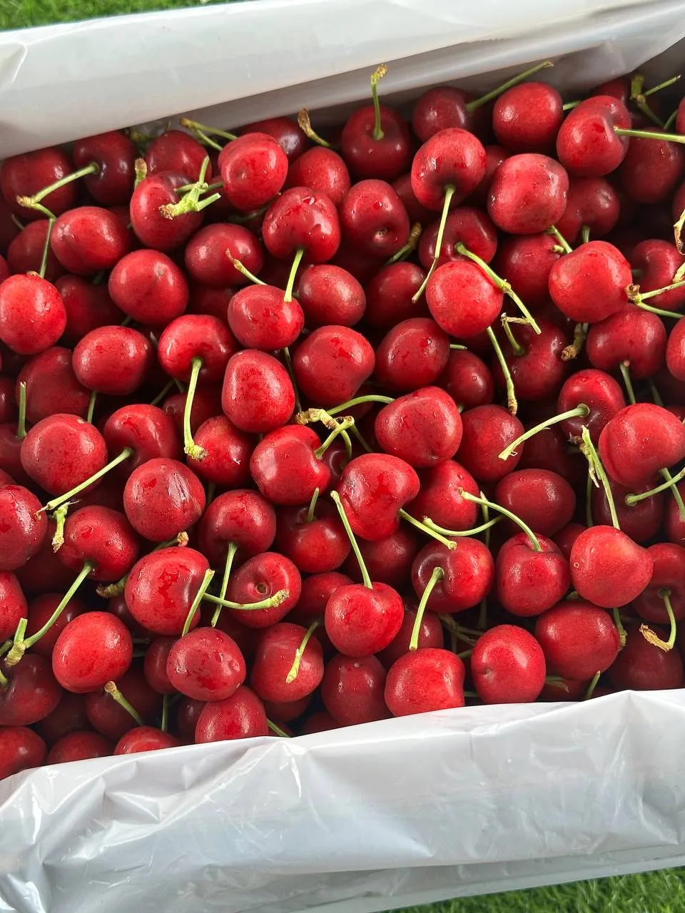 Cherry Turkey - VIP