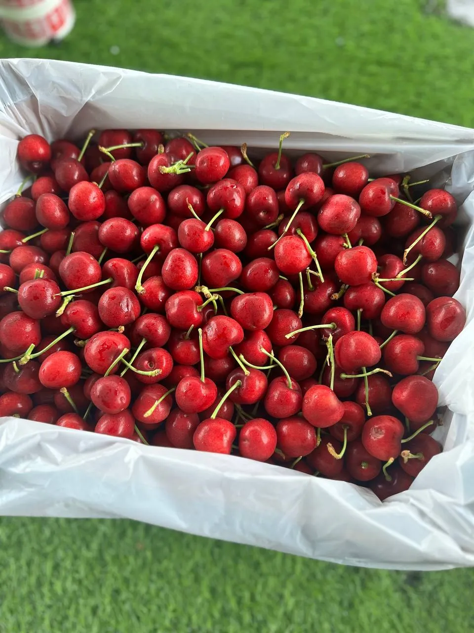 Cherry Turkey - VIP โ gambar 2