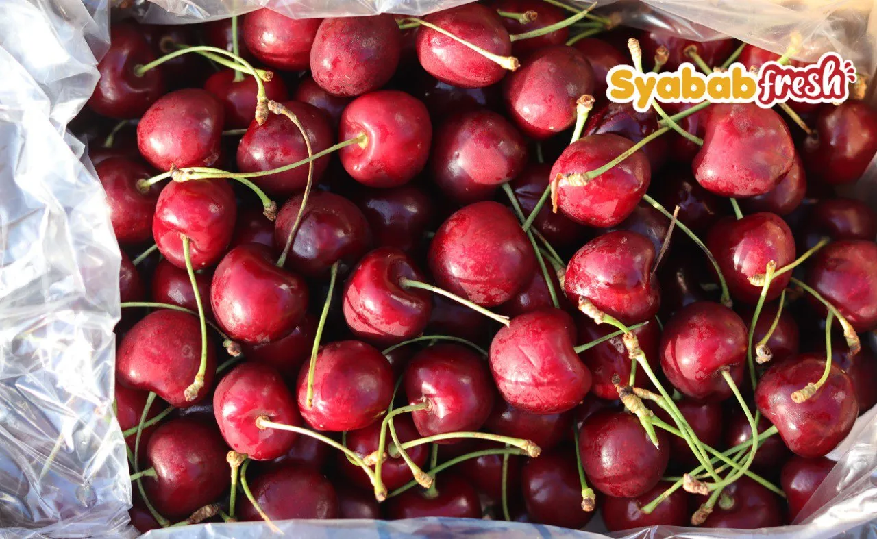 Cherry Turkey - VIP โ gambar 3