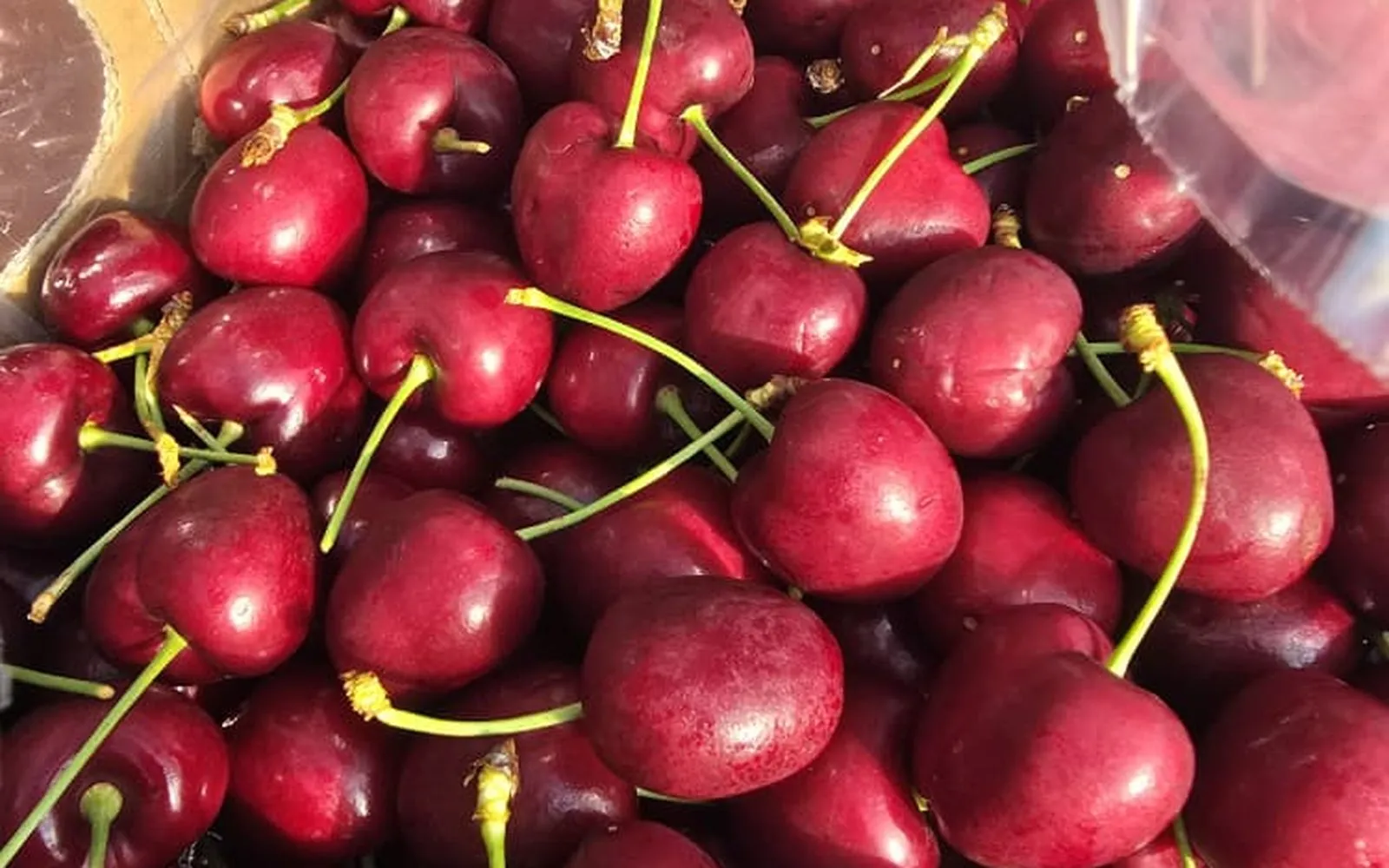 Cherry Turkey VVIP