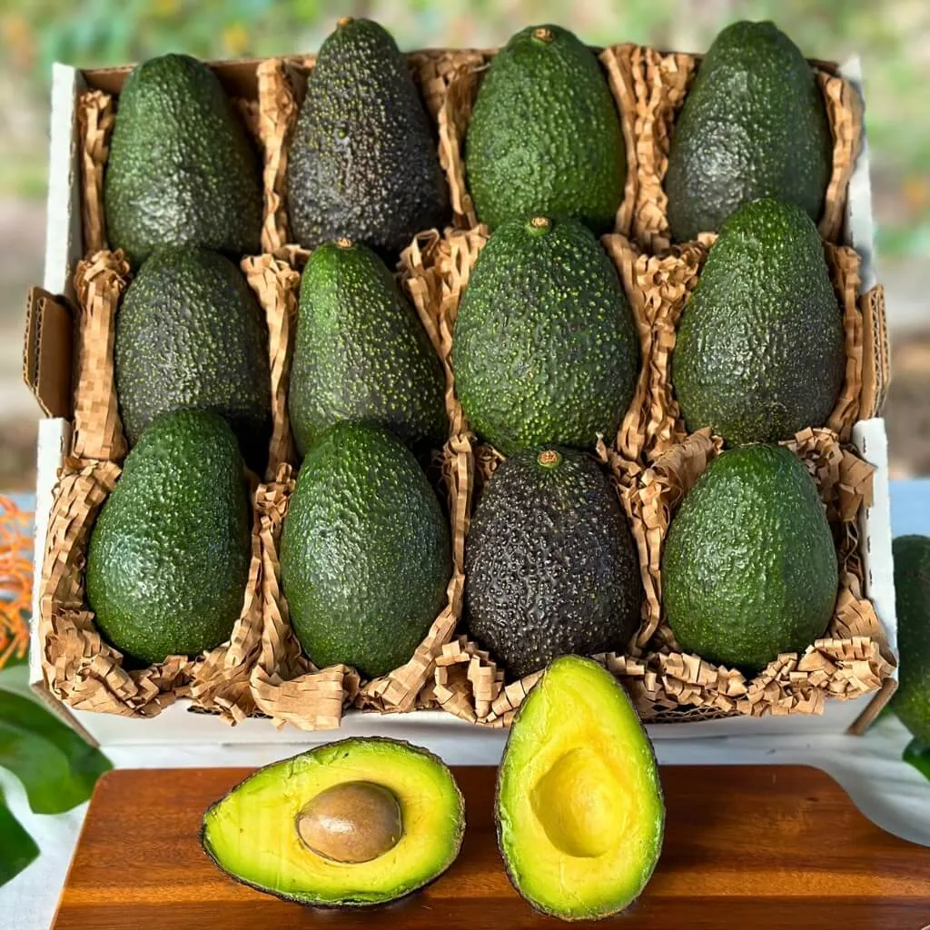 Avocado Hass Australia — gambar 3